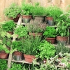 Herb Mix Plants - Our Selection