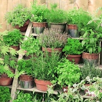 Herb Mix Plants - Our Selection