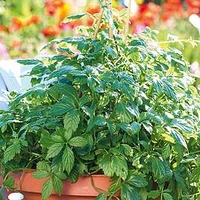 Herb of Life Botanical Infusions Plants