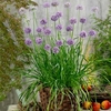 Herb Plant - Allium Quattro