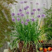 Herb Plant - Allium Quattro