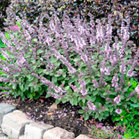 Herb Plant - Basil African Blue