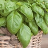 Herb Plant - Basil D-Fencesil(Genovese)