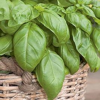 Herb Plant - Basil D-Fencesil(Genovese)