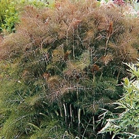 Herb Plant - Bronze Fennel
