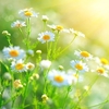 Herb Plant - Chamomile,  Sweet