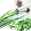 Herb Plant - Chives