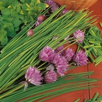 Herb Plant - Chives (Allium) Prado