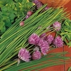 Herb Plant - Chives (Allium) Prado