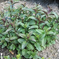 Herb Plant - Chocolate Peppermint
