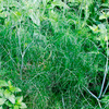 Herb Plant - Fennel Green