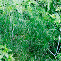 Herb Plant - Fennel Green