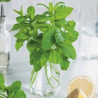 Herb Plant - Mint Jessicas Sweet Pear