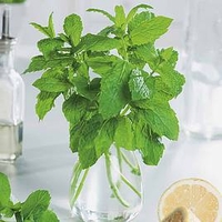 Herb Plant - Mint Jessicas Sweet Pear