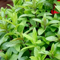 Herb Plant - Mint Spear