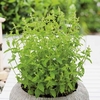 Herb Plant - Mint Strawberry