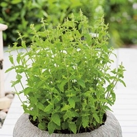 Herb Plant - Mint Strawberry