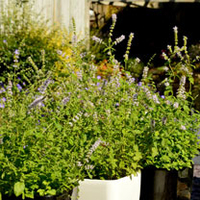 Herb Plant - Mint Strawberry