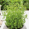 Herb Plant - Mint Strawberry