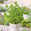 Herb Plant - Moroccan Mint