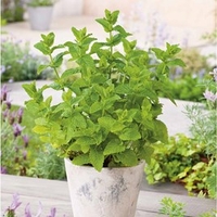 Herb Plant - Moroccan Mint