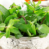 Herb Plant - Moroccan Mint