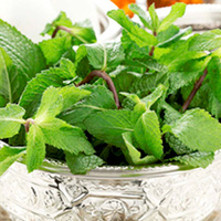 Herb Plant - Moroccan Mint
