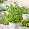 Herb Plant - Moroccan Mint