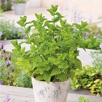 Herb Plant - Moroccan Mint