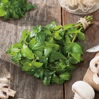 Herb Plant - Mushroom Plant (Rungia Klossii)