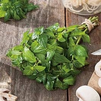 Herb Plant - Mushroom Plant(Rungia Klossii)