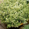 Herb Plant - Oregano Country Cream