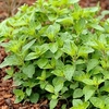Herb Plant - Oregano Hot and Spicy