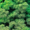 Herb Plant - Parsley,  Curled