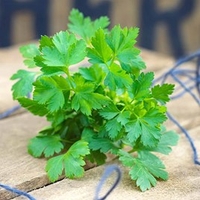 Herb Plant - Parsley Flat Leaf