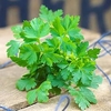 Herb Plant - Parsley Flat Leaf