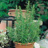 Herb Plant - Rosemary