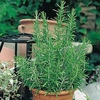 Herb Plant - Rosemary