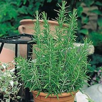 Herb Plant - Rosemary