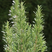 Herb Plant - Rosemary Miss Jessopp