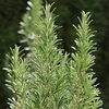 Herb Plant - Rosemary Miss Jessopp
