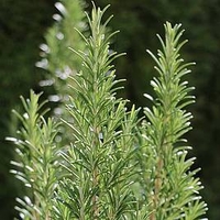 Herb Plant - Rosemary Miss Jessopp