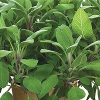Herb Plant - Sage Growers Friend