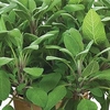 Herb Plant - Sage Growers Friend