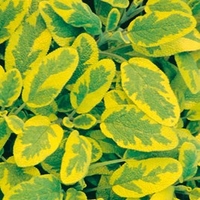 Herb Plant - Sage Icterina