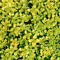 Herb Plant - Thyme Andersons Gold