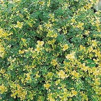 Herb Plant - Thyme (Lemon) Doone Valley