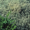 Herb Plant - Thyme Silver Queen