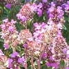 Herb Plant - Thyme Tabor
