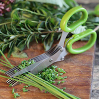 Herb Plant Collection + FREE Scissors